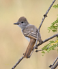 Ash troated Flycatcher 3094